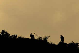 VAUTOUR FAUVE
GYPS FULVUS