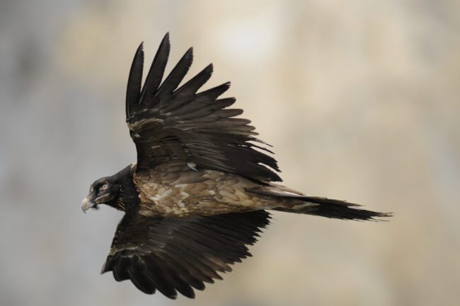 GYPAETE BARBU JUVENILE
GYPAETUS BARBATUS