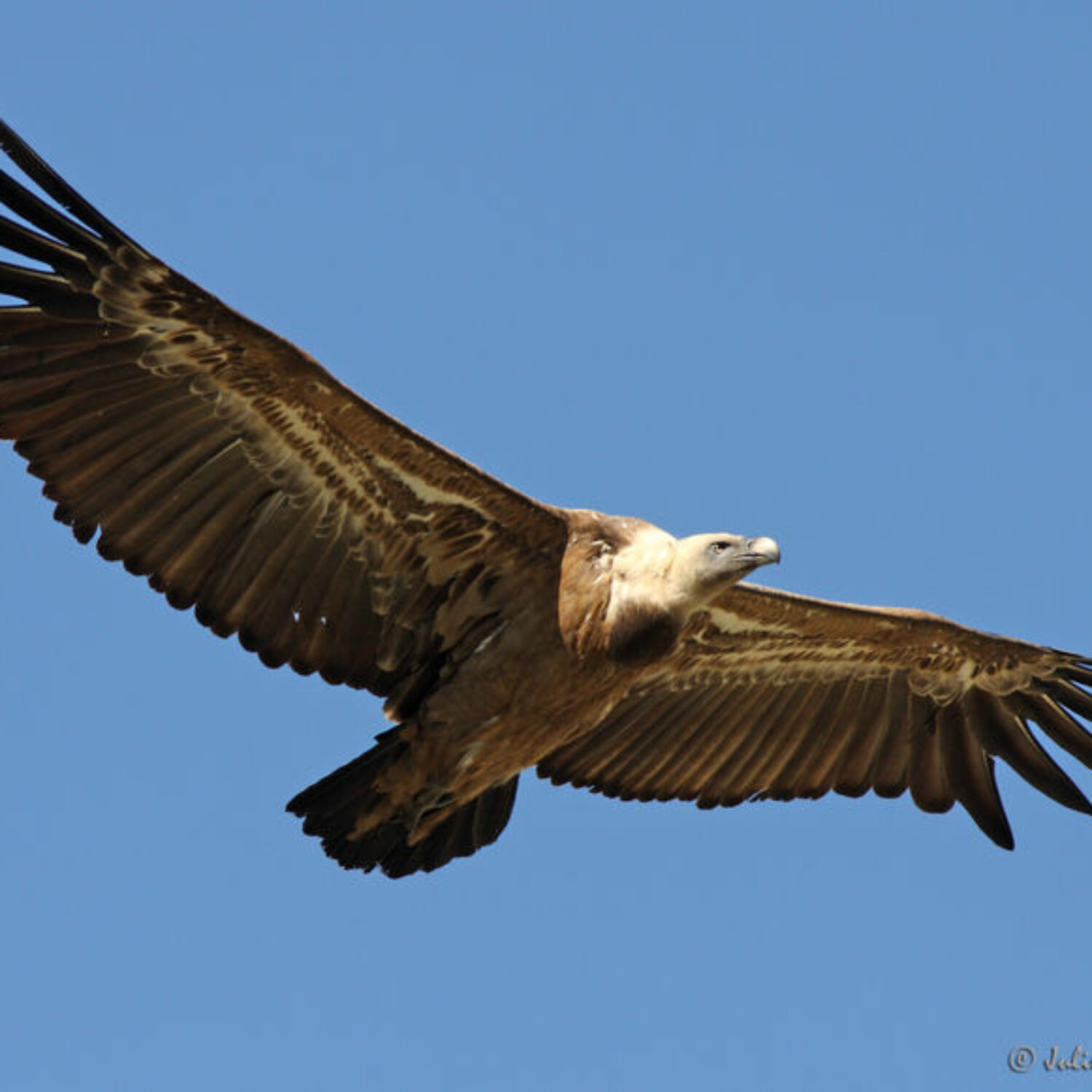 Vautour fauve. Famille des Accipitridés. Ordre : Accipitriformes
